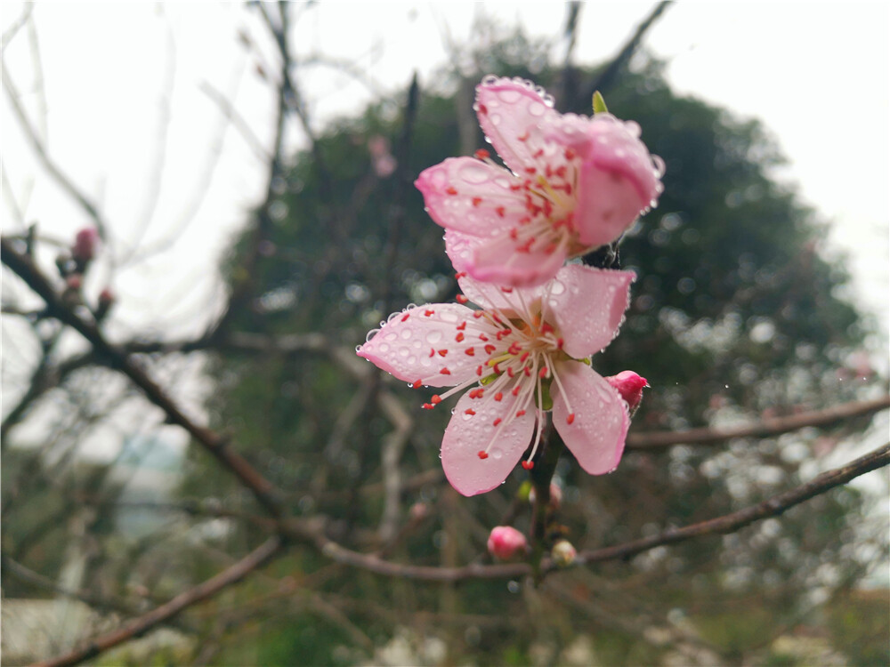 美丽吉安：桃花绽放美如画 春雨滋润更娇艳
3月1日，江西吉安城南市民广场的桃花竞相绽放，美不胜收，在春雨的滋润下显得更加娇艳。（摄/肖勇）