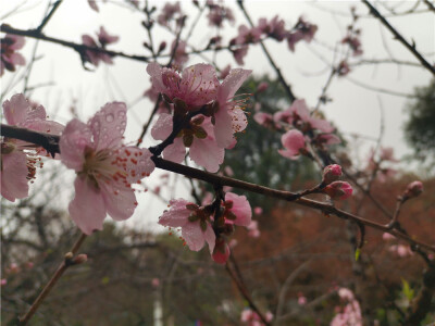 美丽吉安：桃花绽放美如画 春雨滋润更娇艳
3月1日，江西吉安城南市民广场的桃花竞相绽放，美不胜收，在春雨的滋润下显得更加娇艳。（摄/肖勇）