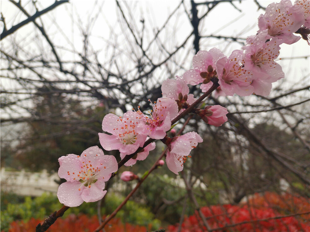 美丽吉安：桃花绽放美如画 春雨滋润更娇艳
3月1日，江西吉安城南市民广场的桃花竞相绽放，美不胜收，在春雨的滋润下显得更加娇艳。（摄/肖勇）