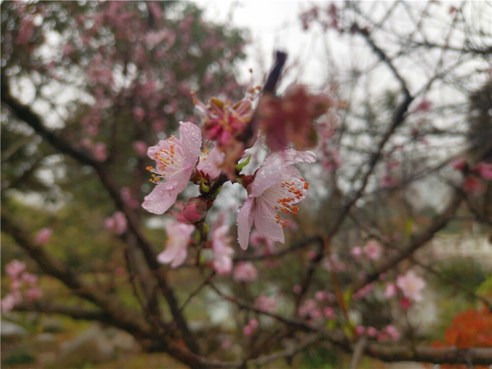 美丽吉安：桃花绽放美如画 春雨滋润更娇艳
3月1日，江西吉安城南市民广场的桃花竞相绽放，美不胜收，在春雨的滋润下显得更加娇艳。（摄/肖勇）