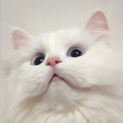 猫猫头像