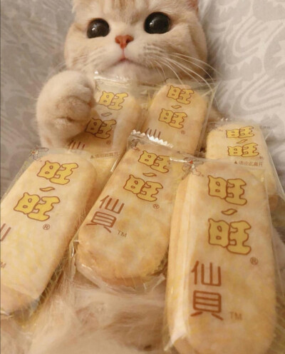 猫猫头像