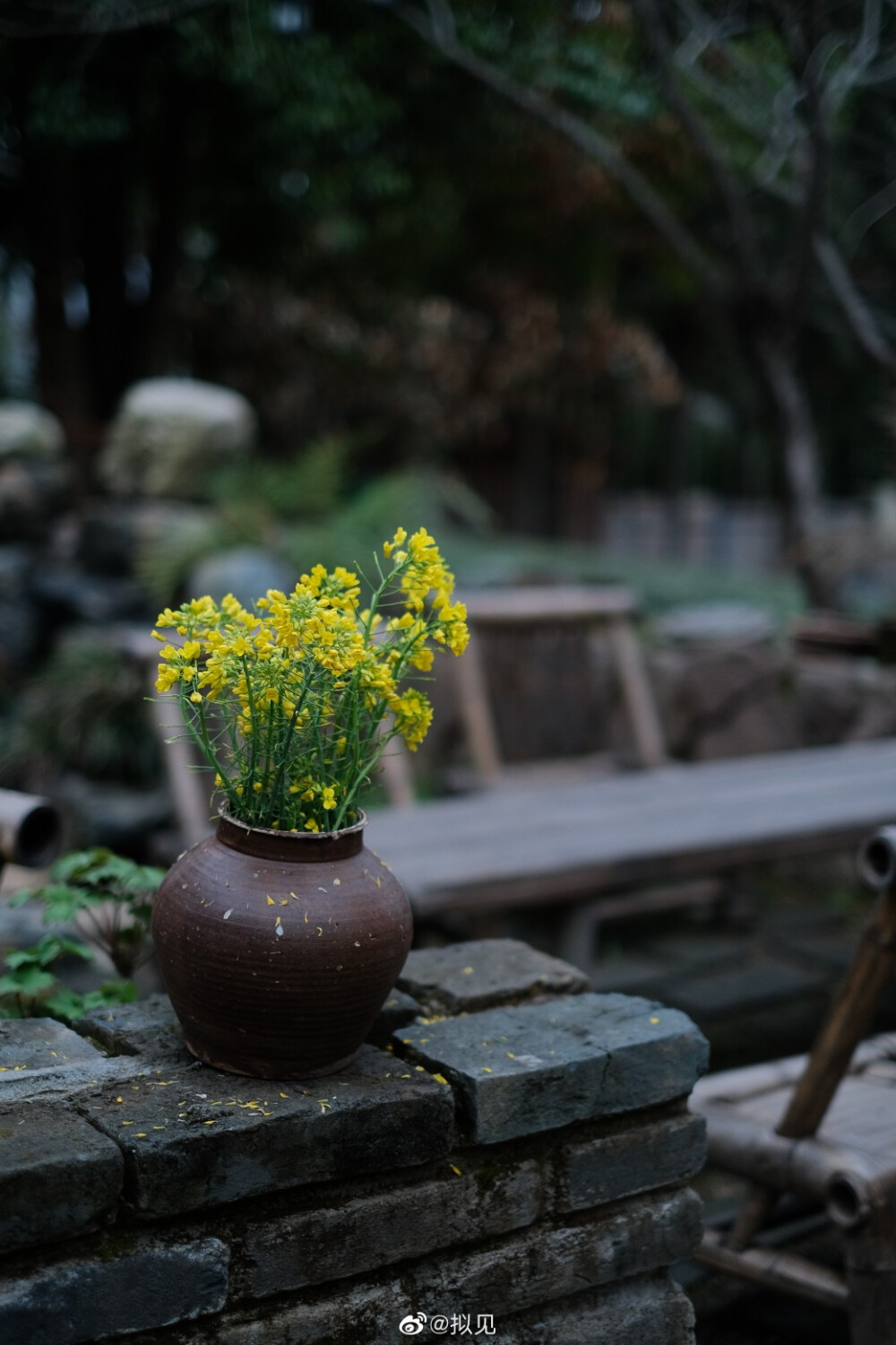 油菜花