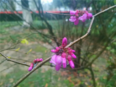 美丽吉安：春雨绵绵 润物细无声
3月1日，江西吉安，春雨绵绵，城区的花草树木在雨水的滋润下生机勃勃。（摄/肖勇）