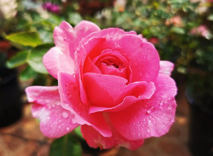 静物植物蔬菜实物图片