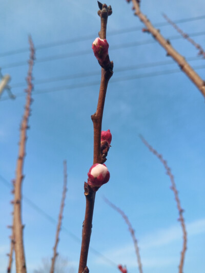 离离原上草，
一岁一枯荣。
野火烧不尽，
春风吹又生。