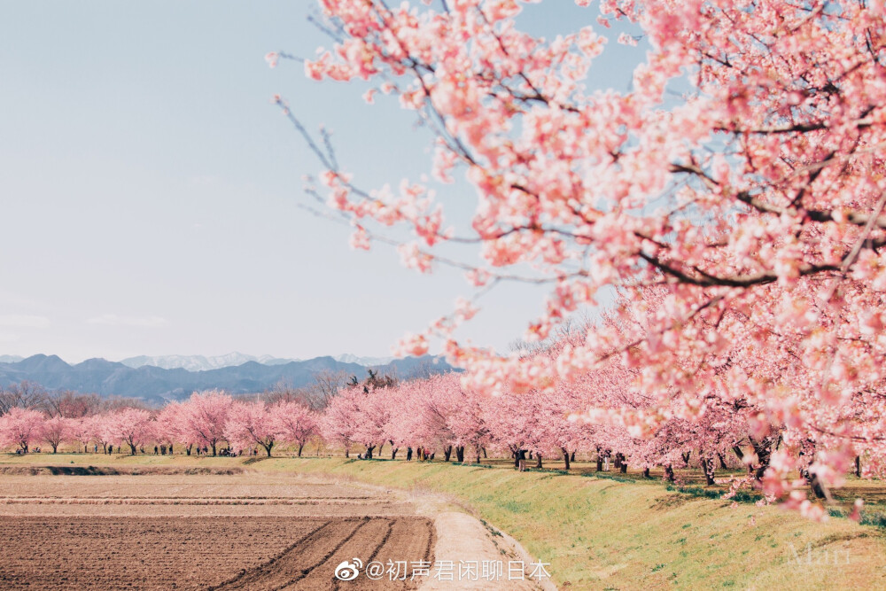 樱花