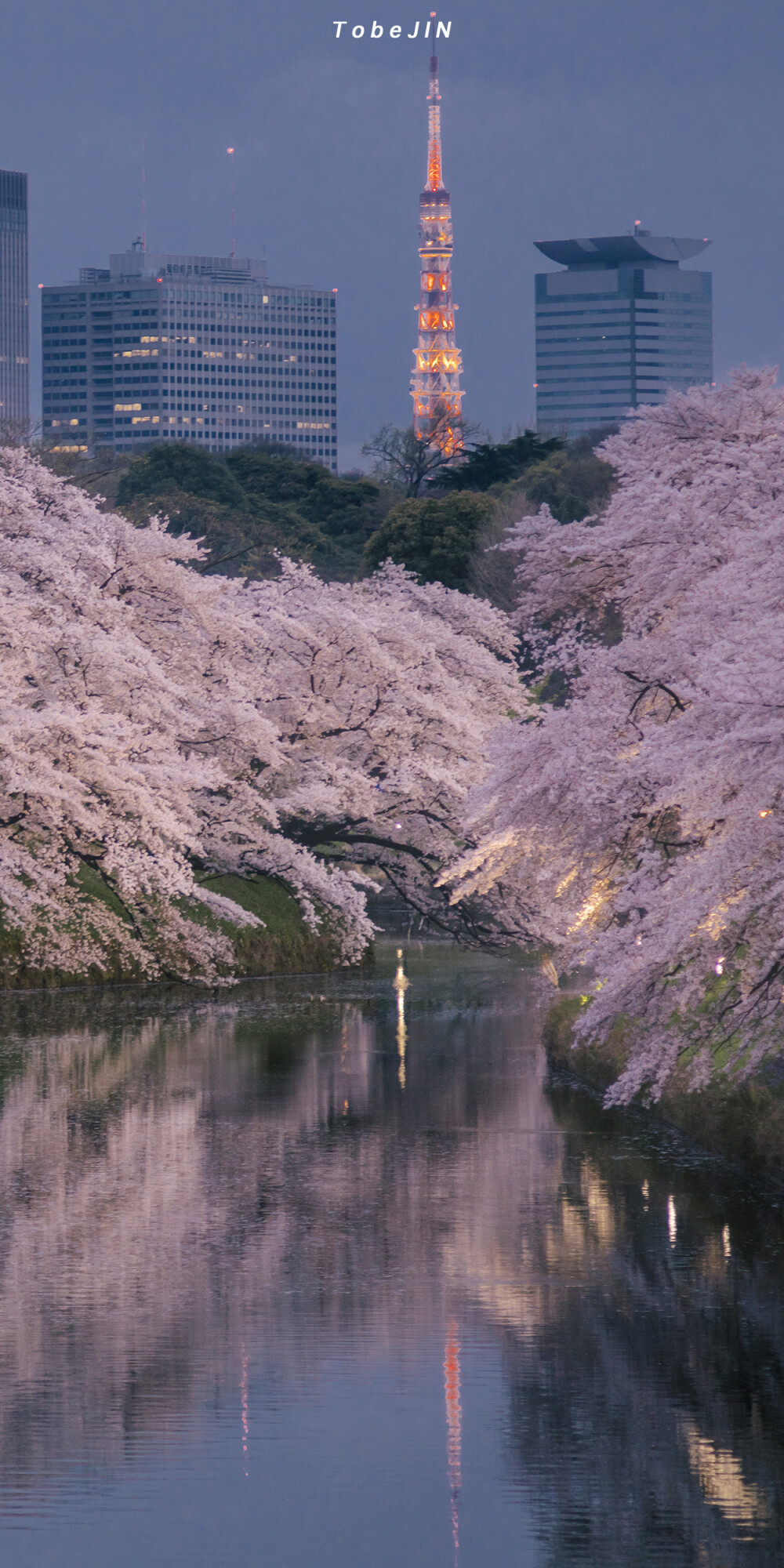 樱花