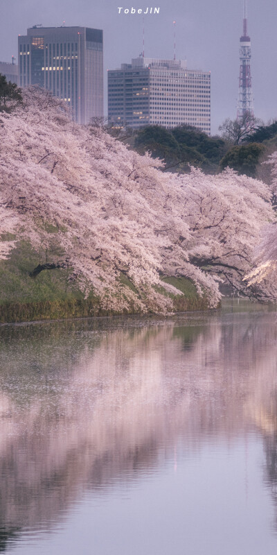 樱花