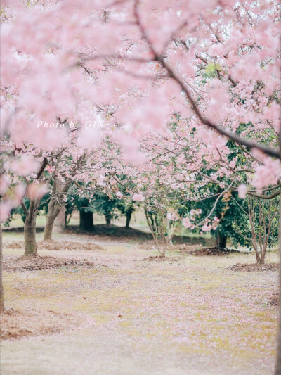 樱花