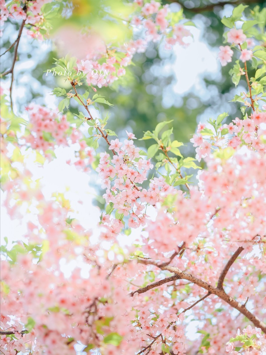 樱花