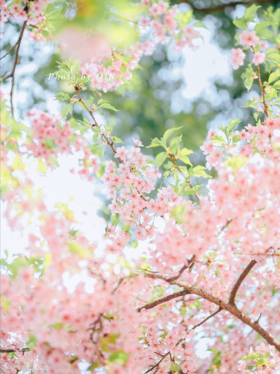 樱花