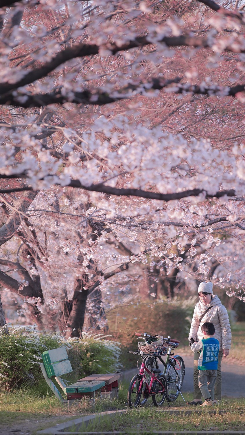 樱花