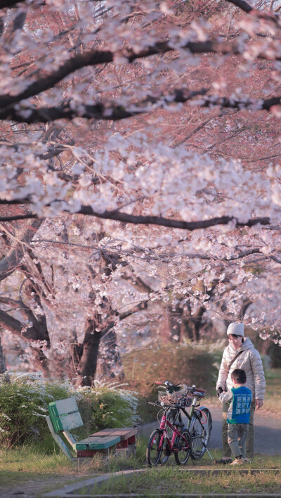 樱花