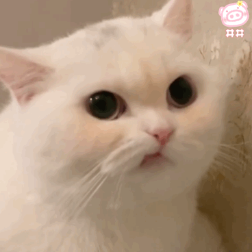 秀姐表情包