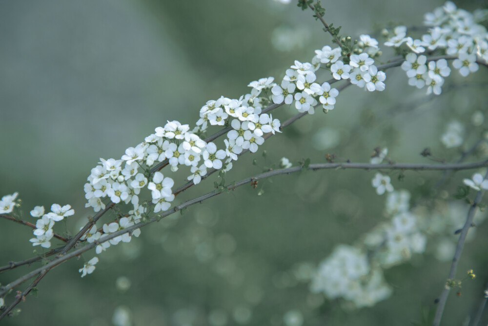 春来花开