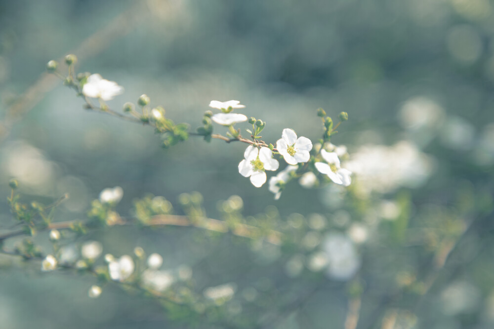 春来花开