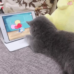 ʚ 萌宠·表情包 ɞ 