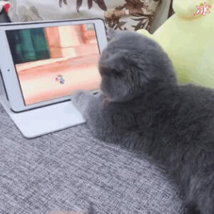 ʚ 萌宠·表情包 ɞ 