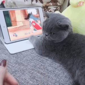 ʚ 萌宠·表情包 ɞ 