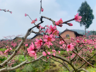 春风春光春满园