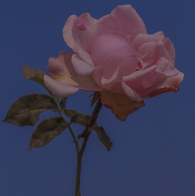 rose 背景