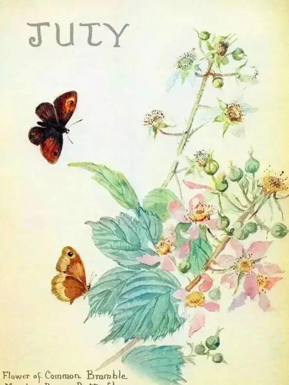 ▲ Edith手绘的花鸟植物插画