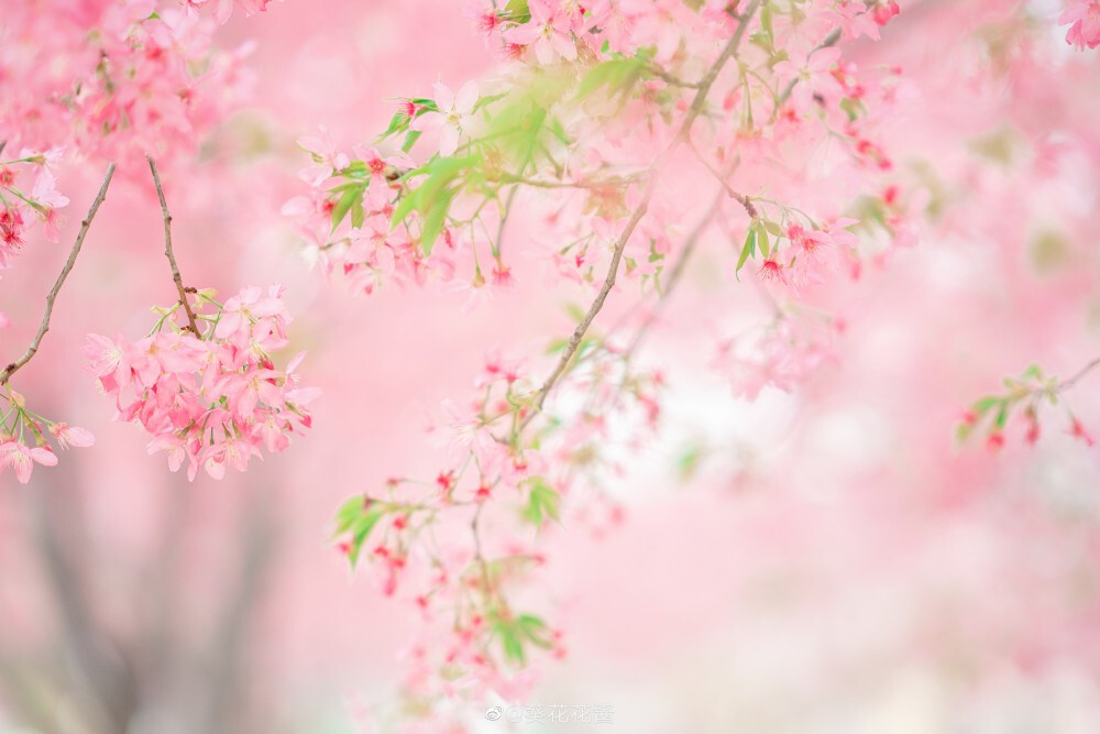 春日美人图鉴 ｜樱 •
春天的时候，我就是那个四处追花的人。
因为春光和花朵这样美好的事物，是会让人看着都开心明朗起来的呀。
摄影@葵花花酱
服装@子颂东方美学游园惊梦
同行@阿玄玄子
地点@成都漫花庄园
#成都约拍##樱花季##成都醉美樱花季#