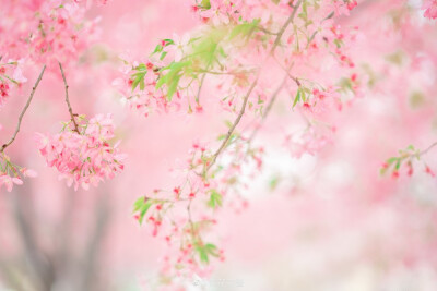 春日美人图鉴 ｜樱 •
春天的时候，我就是那个四处追花的人。
因为春光和花朵这样美好的事物，是会让人看着都开心明朗起来的呀。
摄影@葵花花酱
服装@子颂东方美学游园惊梦
同行@阿玄玄子
地点@成都漫花庄园
…