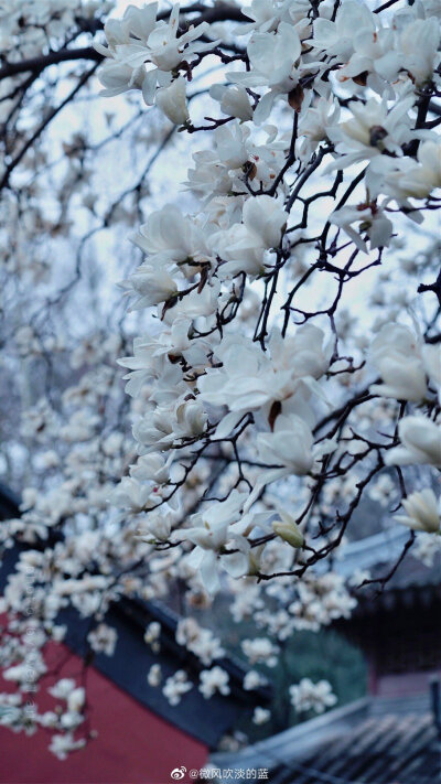 丨清凉寺·玉兰 丨刻玉玲珑，吹兰芬馥
摄影@微风吹淡的蓝
#你好三月##春暖中国##最南京，全民拍##这就是中国风##随手拍最美春天#