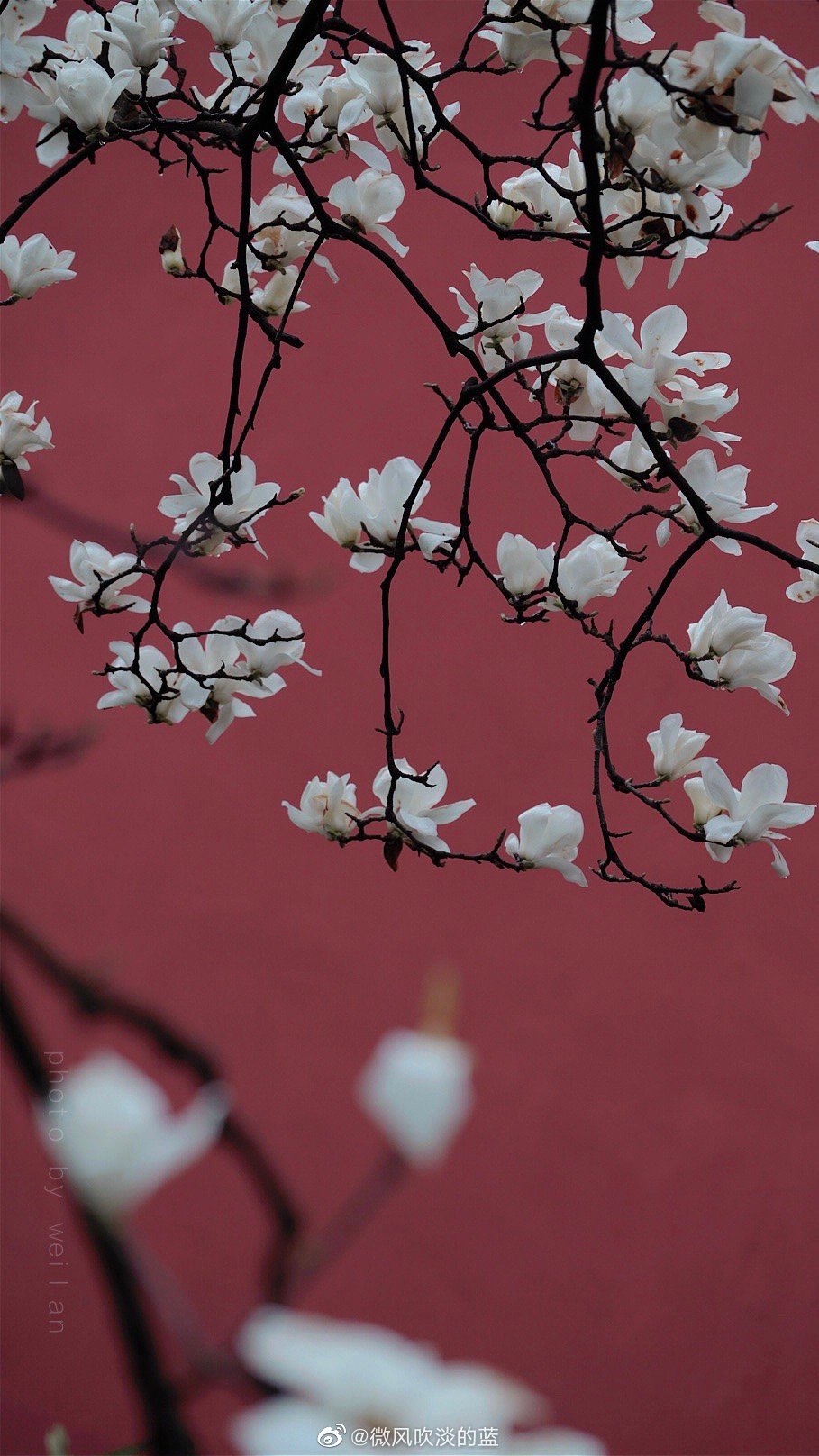 丨清凉寺·玉兰 丨刻玉玲珑，吹兰芬馥
摄影@微风吹淡的蓝
#你好三月##春暖中国##最南京，全民拍##这就是中国风##随手拍最美春天#