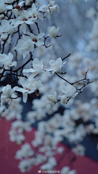 丨清凉寺·玉兰 丨刻玉玲珑，吹兰芬馥
摄影@微风吹淡的蓝
#你好三月##春暖中国##最南京，全民拍##这就是中国风##随手拍最美春天#