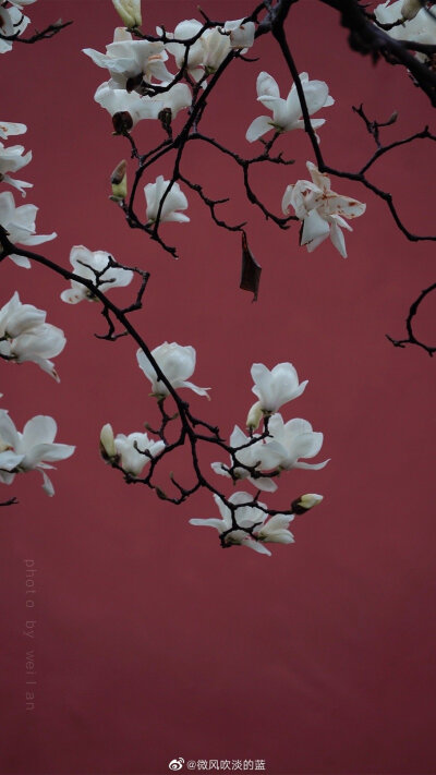 丨清凉寺·玉兰 丨刻玉玲珑，吹兰芬馥
摄影@微风吹淡的蓝
#你好三月##春暖中国##最南京，全民拍##这就是中国风##随手拍最美春天#