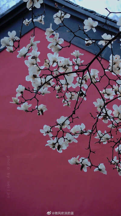 丨清凉寺·玉兰 丨刻玉玲珑，吹兰芬馥
摄影@微风吹淡的蓝
#你好三月##春暖中国##最南京，全民拍##这就是中国风##随手拍最美春天#