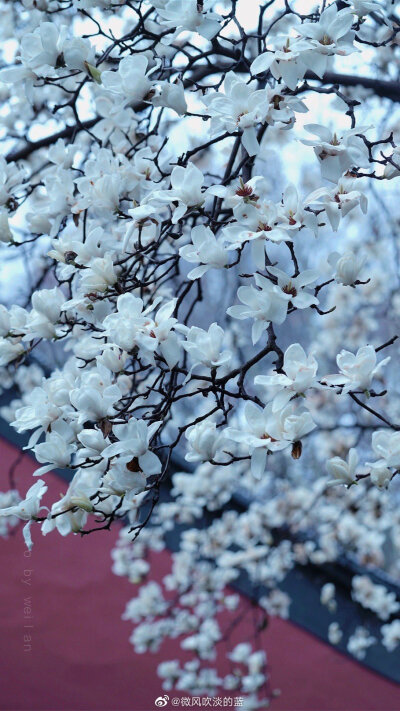 丨清凉寺·玉兰 丨刻玉玲珑，吹兰芬馥
摄影@微风吹淡的蓝
#你好三月##春暖中国##最南京，全民拍##这就是中国风##随手拍最美春天#