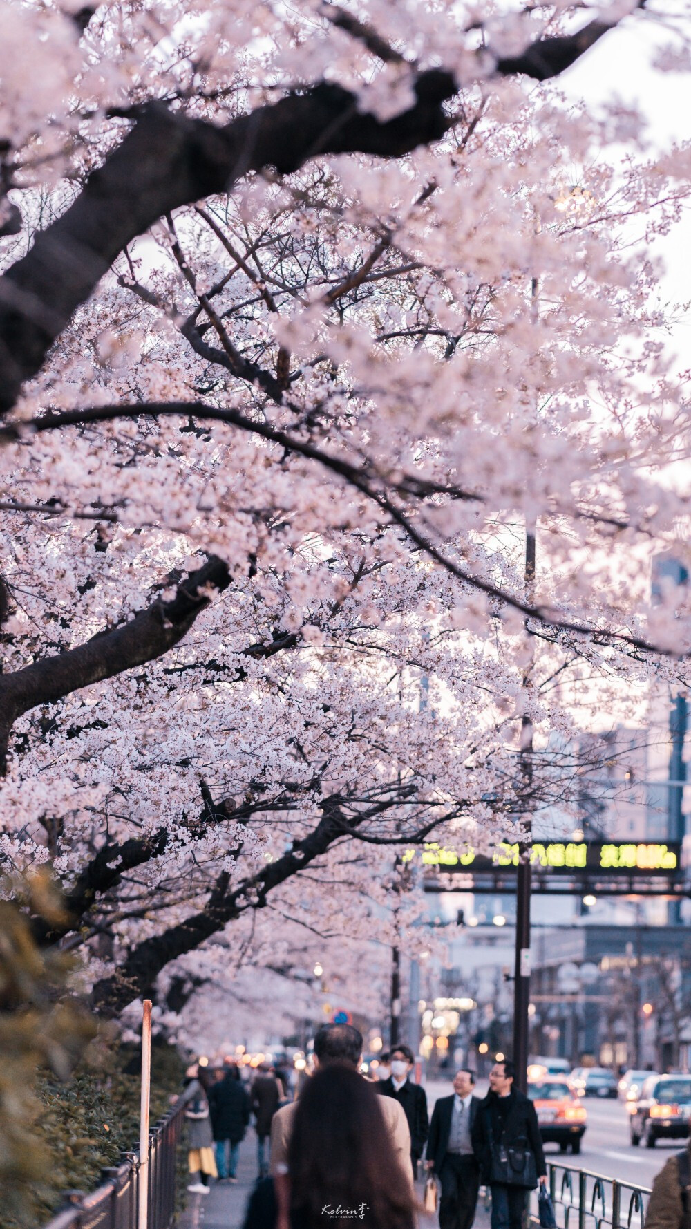 樱花