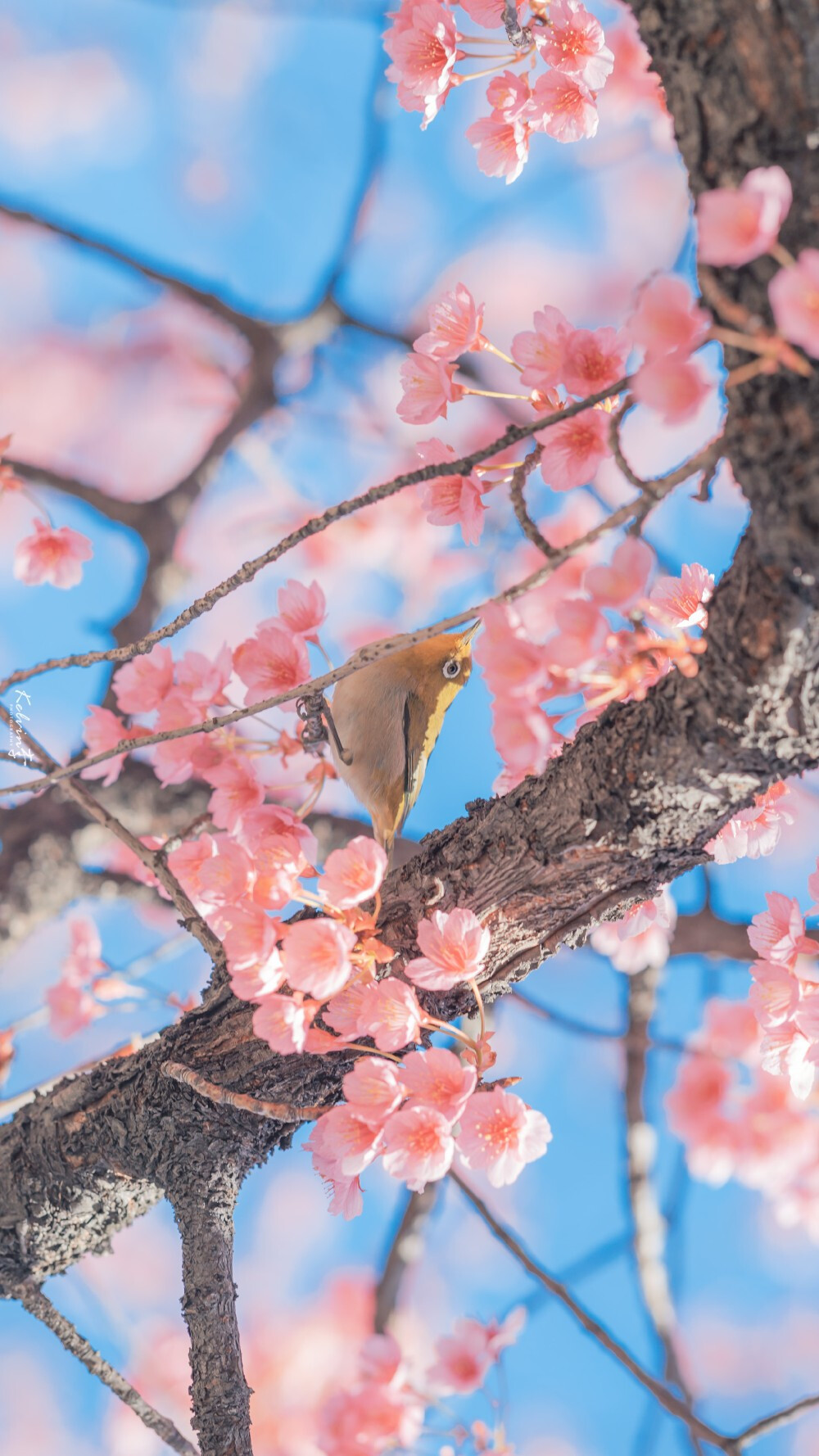 樱花