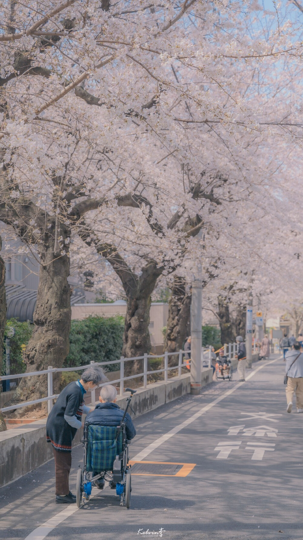 樱花