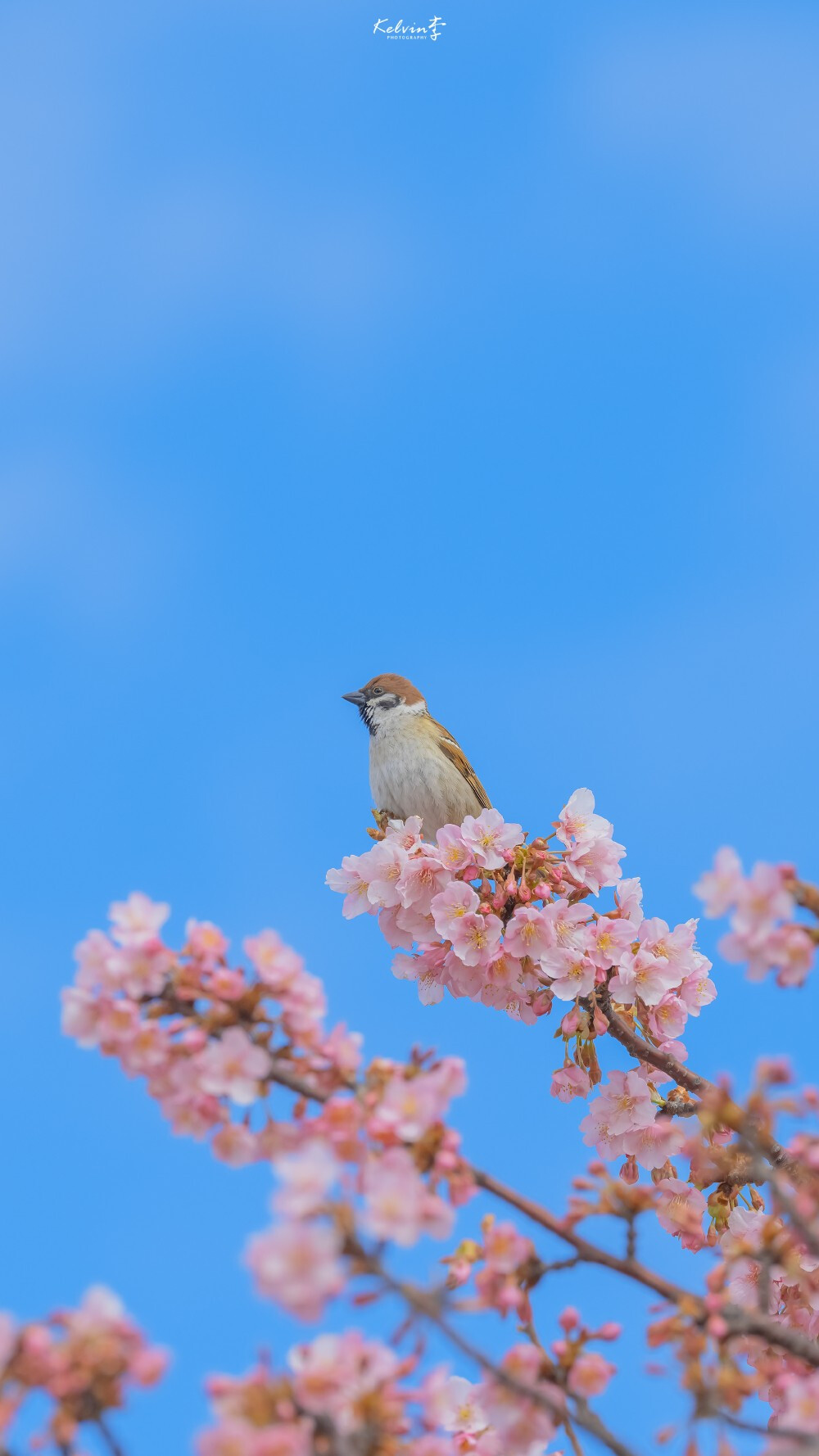 樱花