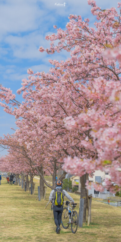 樱花