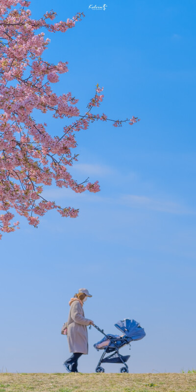 樱花