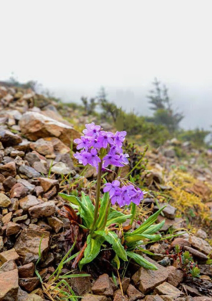 紫花雪山报春