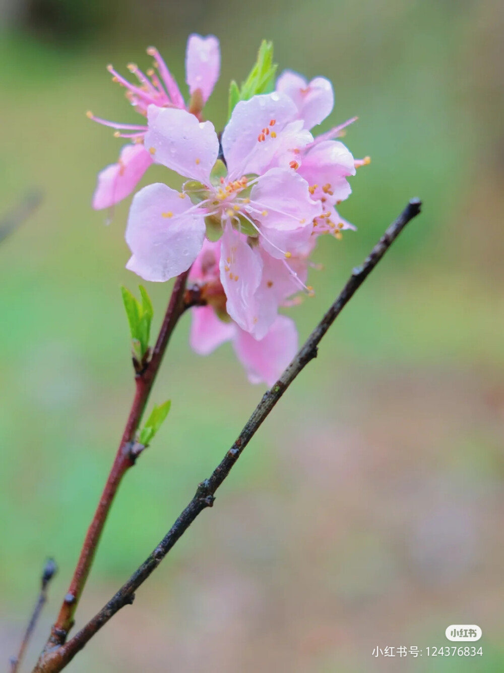 桃花