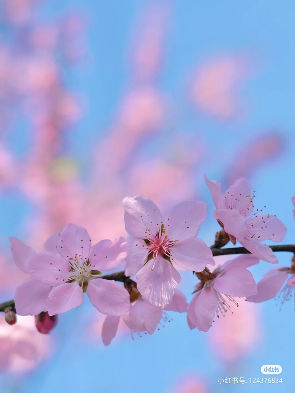 桃花