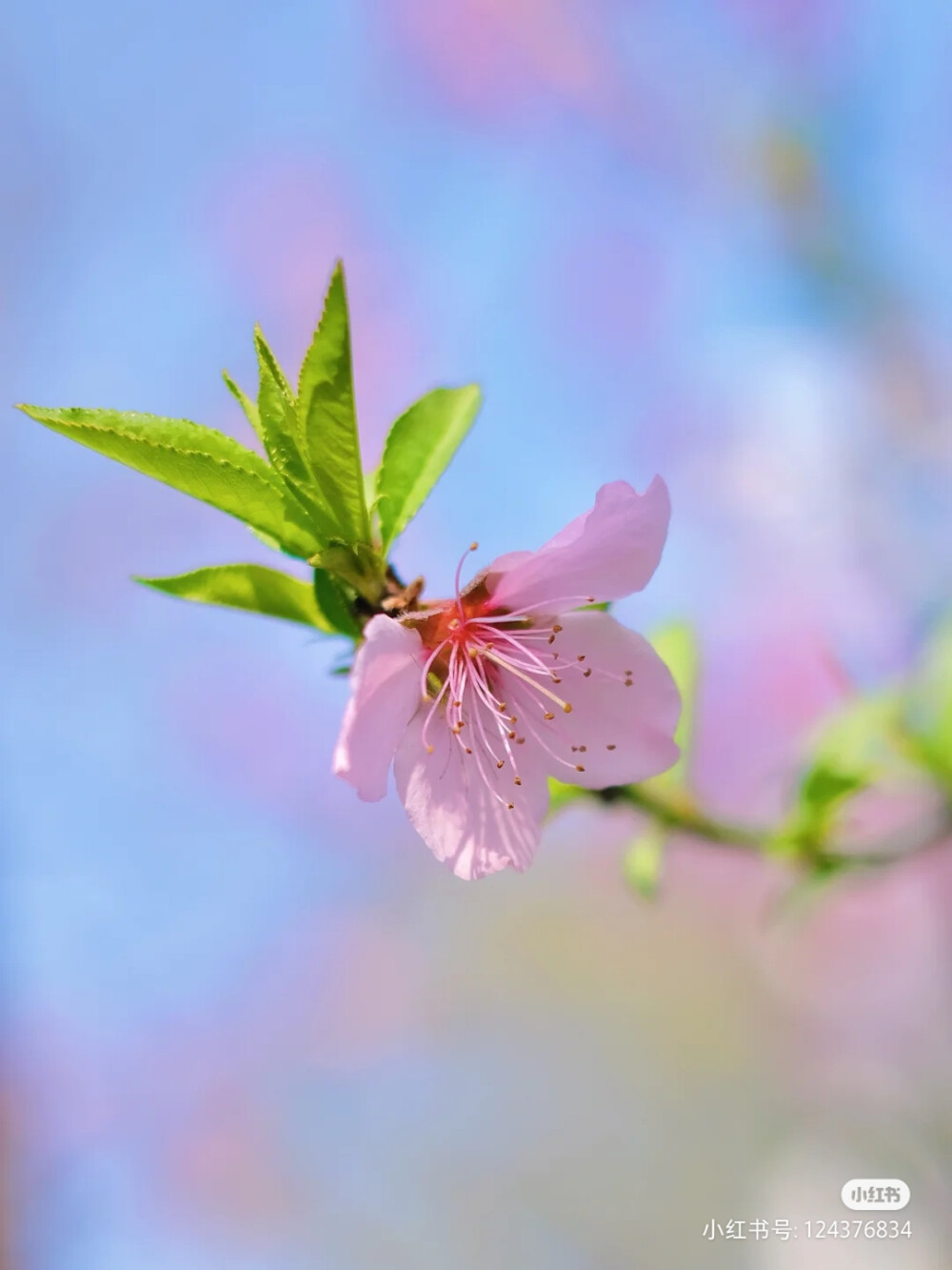 桃花