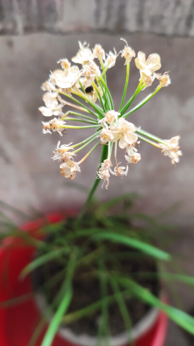 花花草草