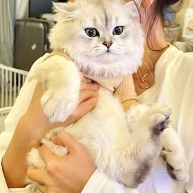 男头女头
抱猫抱狗
双向的奔赴才有意义。