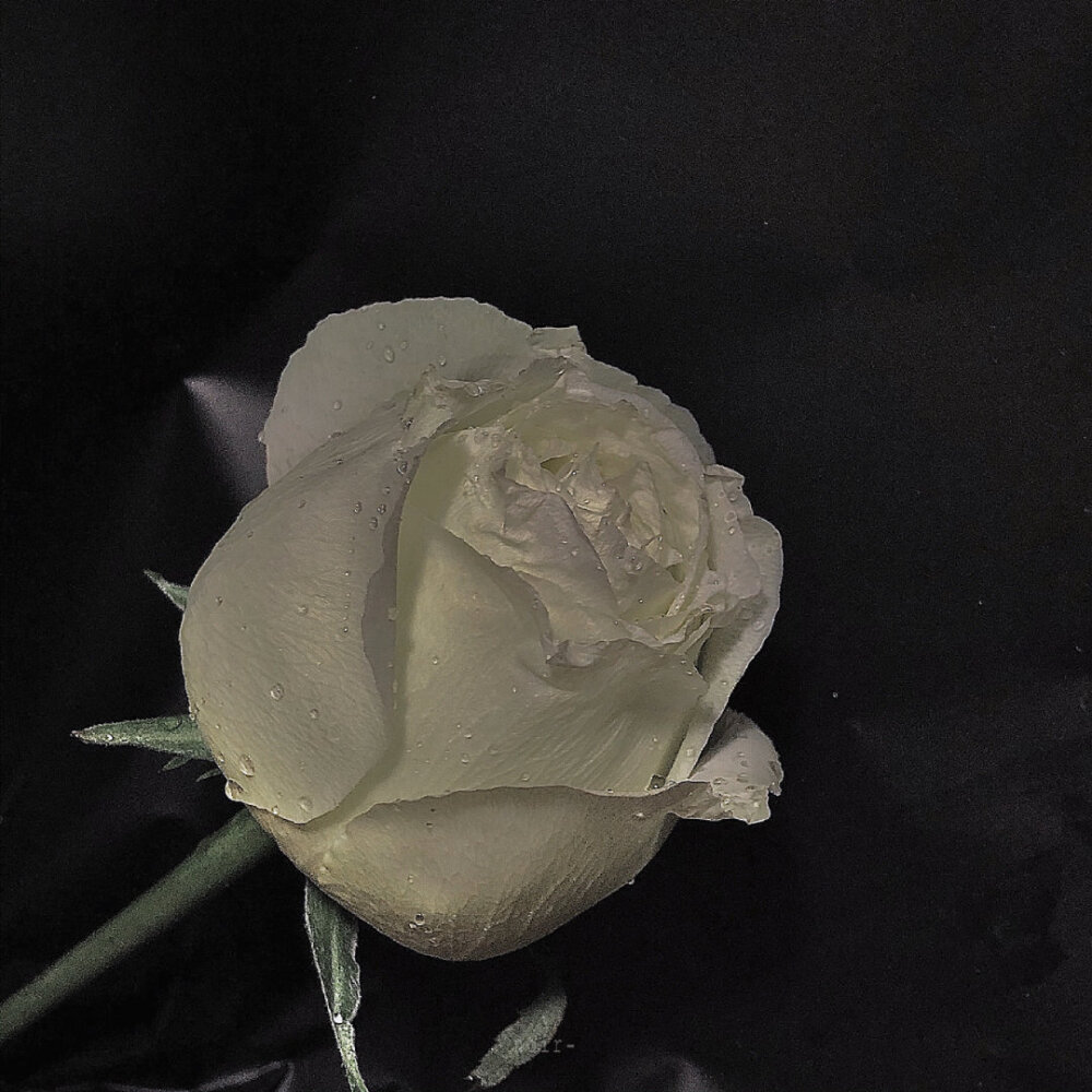 “我瞒着宇宙山河，悄悄想了你一下” ​​​