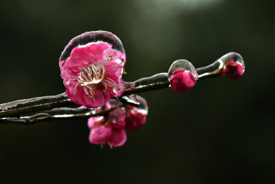 宋·杨无咎《柳梢青》：“傲雪凌霜，平欺寒力，搀借春光。