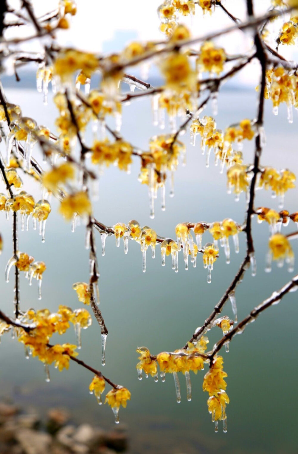 宋·杨无咎《柳梢青》：“傲雪凌霜，平欺寒力，搀借春光。